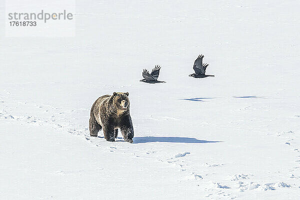 Braunbär (Ursus arctos)  der auf einem schneebedeckten Feld spazieren geht  während zwei Kolkraben (Corvus corax) an einem sonnigen Tag über ihm vorbeiziehen; Yellowstone National Park  Wyoming  Vereinigte Staaten von Amerika