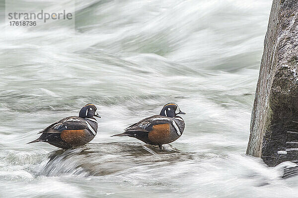 Zwei Harlekin-Enten (Histrionicus histrionicus) auf einem Felsen inmitten von rauschendem Wasser; Yellowstone National Park  Vereinigte Staaten von Amerika