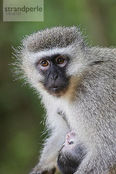 Porträt eines Grünen Meerkatzen (Chlorocebus pygerythrus) mit seinem Baby im Monkeyland Primate Sanctuary bei Pletteberg Bay  Südafrika; Südafrika