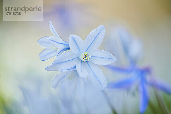 Blüten des Sibirischen Storchschnabels (Scilla siberica); Bayern  Deutschland