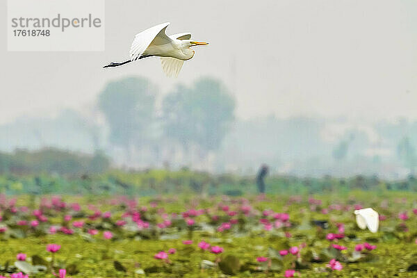 Schneereiher (Egretta thula) im Flug über den blühenden Lotusblumen (Nelumbo nucifera) am Pink Water Lilies Lake; Udon Thani  Thailand