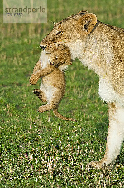 Porträt einer Löwin (Panthera leo)  die auf einer Grasebene läuft und ein Junges im Maul trägt; Kenia