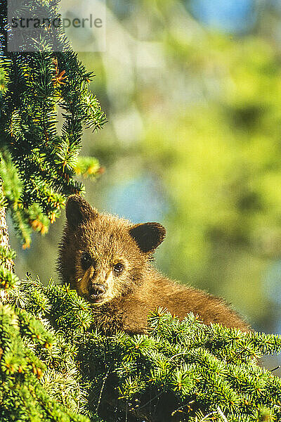 Porträt eines amerikanischen Schwarzbärenjungen (Ursus americanus) in einer Douglasie (Pseudotsuga menziesii) in hellem Sonnenlicht; Montana  Vereinigte Staaten von Amerika