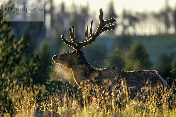 Porträt eines Rotwildbullen (Cervus elaphus)  der im hohen Gras nach Nahrung sucht  wobei sein Atem in der kalten Morgenluft bei Sonnenaufgang sichtbar ist; Yellowstone National Park  Wyoming  Vereinigte Staaten von Amerika