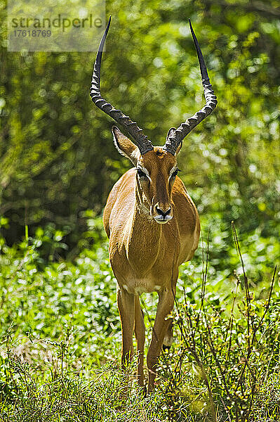 Porträt eines männlichen Impalas (Aepyceros melampus) im Nairobi National Park; Kenia