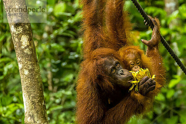 Ein Borneo-Orang-Utan  Pongo pygmaeus  und sein Baby fressen an einer Futterstelle.