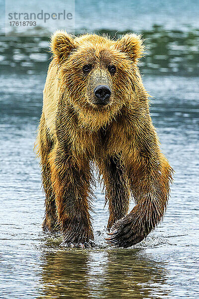 Küstenbraunbär  Ursus arctos  beim Graben und Fressen von Muscheln am Sliver Salmon Creek im Lake Clark National Park  Alaska.