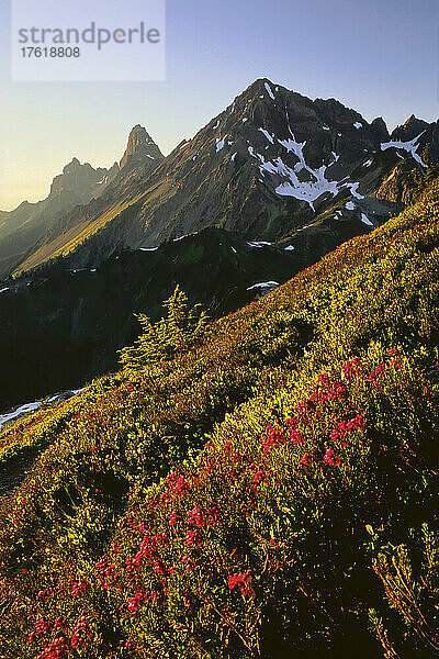 Blumen auf dem Winchester Mountain  Mount Baker Wilderness  Washington  USA