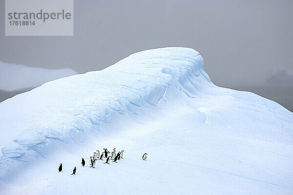 Kinnriemenpinguine  Pygoscelis antarctica  auf einem Eisberg.