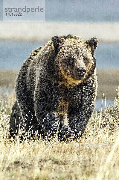 Amerikanischer Braunbär beim Spaziergang im Yellowstone National Park; Vereinigte Staaten von Amerika