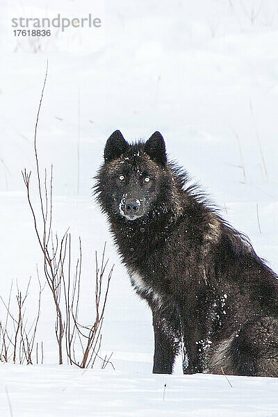 Porträt eines schwarzen Wolfs (Canis lupus)  der in einem schneebedeckten Feld wartet und in die Kamera schaut; Yellowstone National Park  Vereinigte Staaten von Amerika