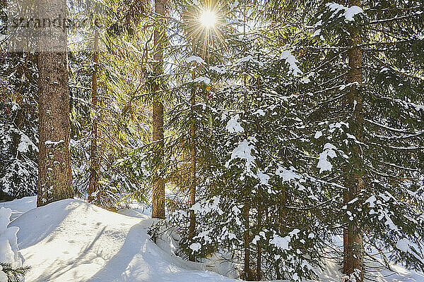 Gefrorene Fichten oder europäische Fichten (Picea abies) an einem sonnigen Tag auf dem Lusen  Bayerischer Wald; Bayern  Deutschland