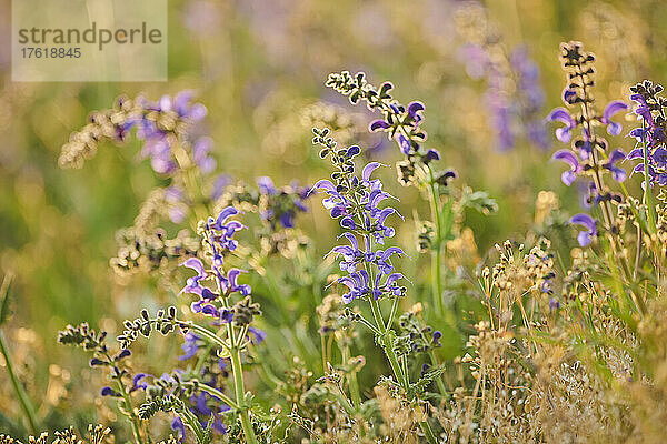 Blühender Wiesensalbei (Salvia pratensis) auf einer Wiese im Nationalpark Bayerischer Wald; Bayern  Deutschland