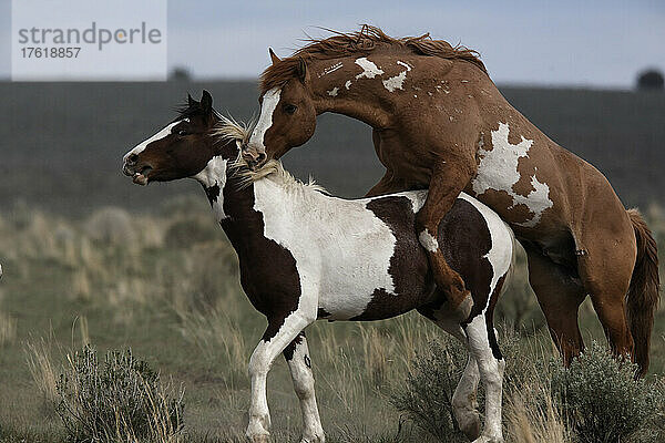 Dominanter Hengst zeigt Aggression während der Paarung mit einem einjährigen Mustang  Steens Mountain Recreation Lands; Frenchglen  Oregon  Vereinigte Staaten von Amerika