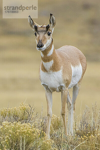 Porträt einer Hirschziegenantilope (Antilocapra americana)  die auf einem Feld steht und in die Kamera schaut  im Yellowstone-Nationalpark. Gabelbockantilopen sind schön  scheu und können jedes Tier der westlichen Hemisphäre überholen; Wyoming  Vereinigte Staaten von Amerika