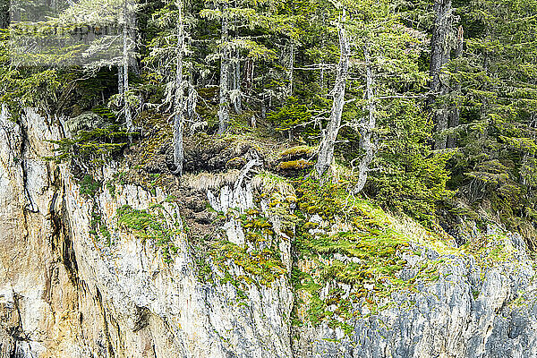 Moos und alte Nadelbäume auf den Kalksteinklippen von Admiralty Island; Südost-Alaska  Alaska  Vereinigte Staaten von Amerika