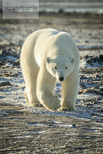 Eisbär (Ursus maritimus) geht mit erhobener Pfote auf die Kamera zu; Arviat  Nunavut  Kanada