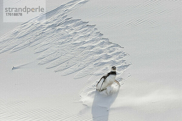 Ein Magellanpinguin (Spheniscus magellanicus) rutscht seitwärts  während er einen sandigen Abhang hinunterläuft und Spuren im Sand hinterlässt; Falklandinseln  Antarktis