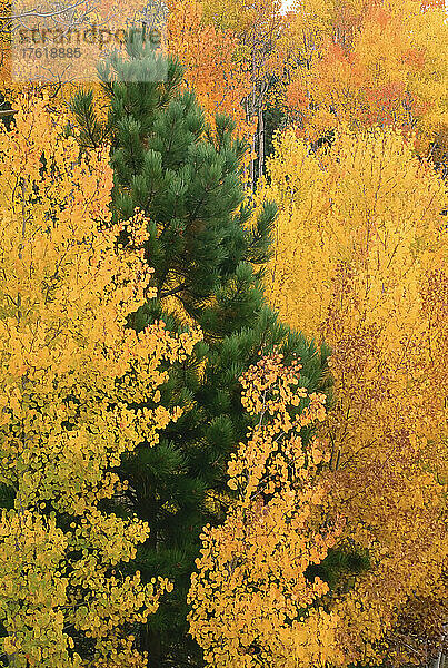 Wald im Herbst  Boulder Mountain  Utah  USA