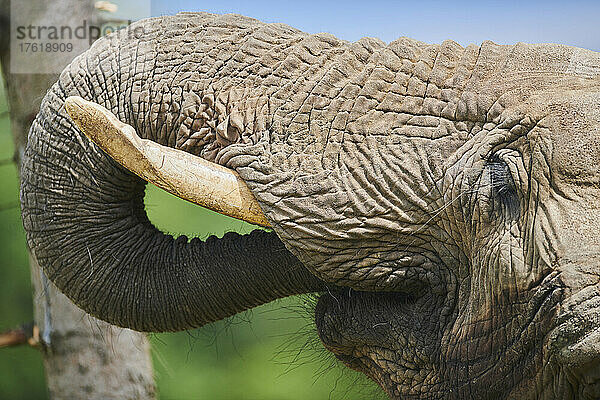 Afrikanischer Buschelefant (Loxodonta africana) Porträt  in Gefangenschaft; Tschechische Republik