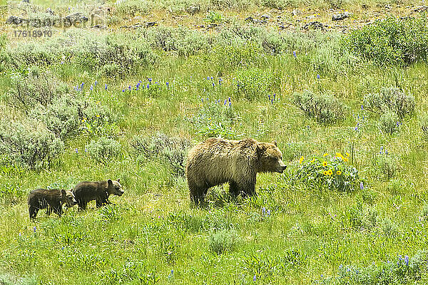 Braunbärensau (Ursus arctos)  gefolgt von ihren beiden Jungen  die durch eine grasbewachsene Wiese laufen; Yellowstone National Park  Vereinigte Staaten von Amerika