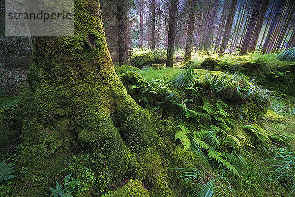 Üppiges Wachstum von Moos und Pflanzen auf dem Waldboden im Gougane Barra National Forest Park; Gougane Barra  Grafschaft Cork  West Cork  Irland