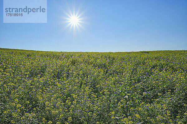 Feld mit blühenden Senfpflanzen (Brassica) bei strahlend blauem Himmel und Sonnenschein; Odenwald  Hessen  Deutschland