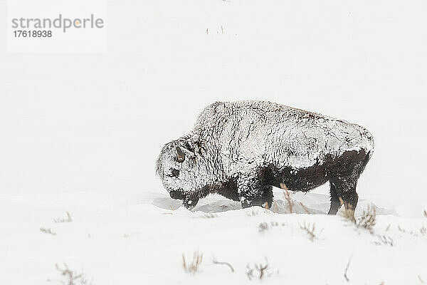 Schneebedeckter Bison (Bison bison)  der in einem Schneesturm steht und getrocknetes Gras frisst; Yellowstone National Park  Vereinigte Staaten von Amerika