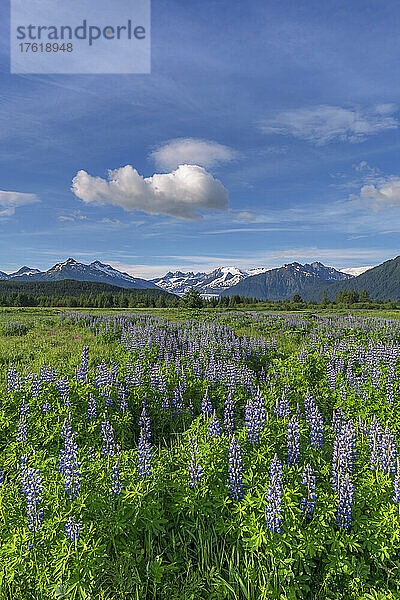 Aussicht auf die Wildblumen der Nootka-Lupine (Lupinus nootkatensis) und die Mendenhall Towers  Südost-Alaska; Alaska  Vereinigte Staaten von Amerika