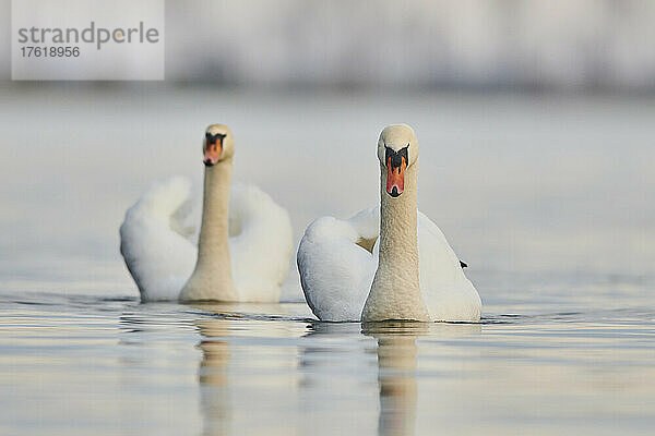 Zwei Höckerschwäne (Cygnus olor) schwimmen an einem sonnigen Tag auf der Donau; Oberpfalz  Bayern  Deutschland