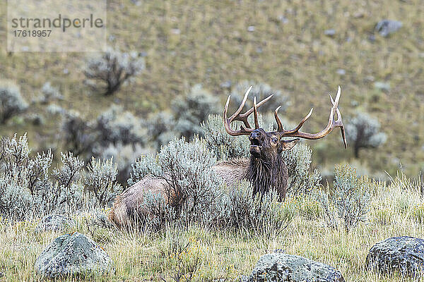 Ein Elch (Cervus canadensis) liegt auf einem Feld inmitten von Salbeibüschen (Artemisia tridentata) im Yellowstone-Nationalpark; Vereinigte Staaten von Amerika