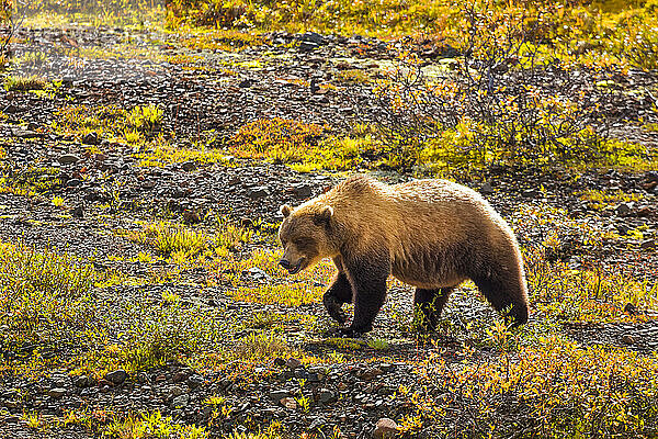 Grizzlybär (Ursus arctos horribilis) bei einem Spaziergang durch die herbstlich gefärbte Vegetation in der Tundra; Denali National Park & Preserve  Interior Alaska  Alaska  Vereinigte Staaten von Amerika