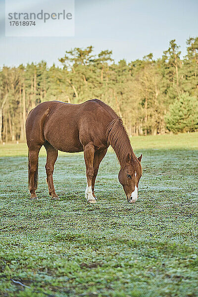 Porträt eines kastanienbraunen Pferdes (Equus ferus caballus)  das sich auf einer Wiese bückt und grast; Bayern  Deutschland