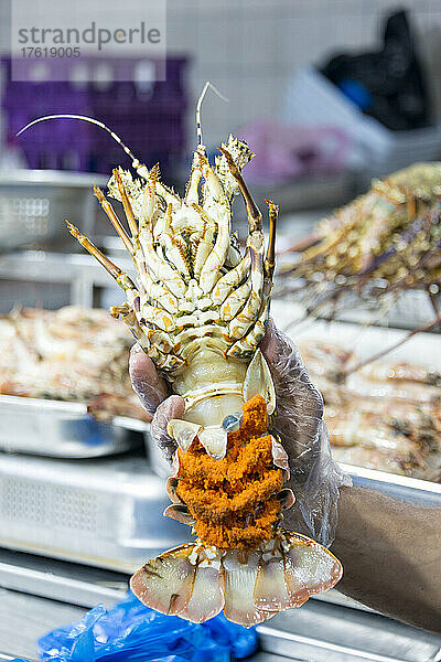 Frischer Hummer  schwer beladen mit Eiern  ausgestellt von einem Verkäufer auf dem Mina Port Fischmarkt (Mina Zayed) in Abu Dhabi  VAE; Abu Dhabi  Vereinigte Arabische Emirate