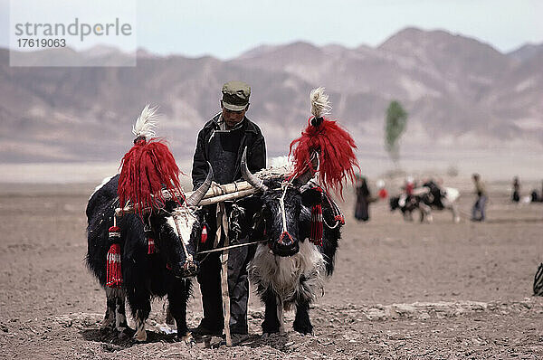 Menschen und Yaks in Tibet