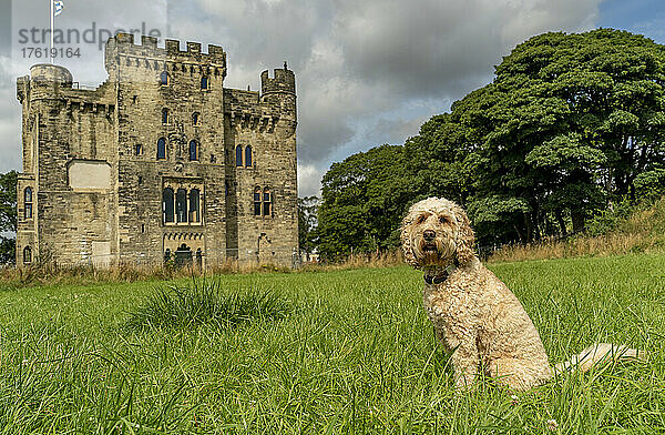 Blonder Kakadu-Hund auf der Wiese vor Hylton Castle; Sunderland  Tyne and Wear  England
