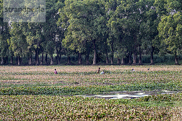 Menschen  die auf einem Feld hocken  um Vögel zu beobachten; ländlicher Punjab  Amritsar  Indien
