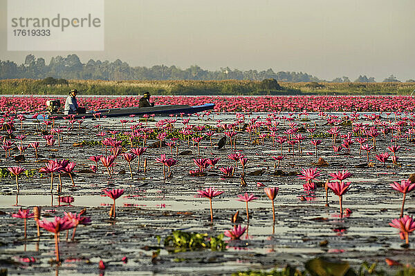 Bootsfahrt durch die blühenden Lotusblumen (Nelumbo nucifera) auf dem Pink Water Lilies Lake; Udon Thani  Thailand