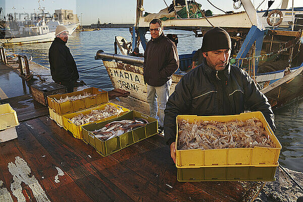 Der morgendliche Fischfang wird in Trani  Italien  von den Booten abgeladen; Trani  Apulien  Italien.