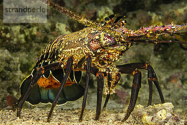 Dieses Weibchen der Gebänderten Languste (Panulirus marginatus) ist eine endemische Art und trägt einen Schwanz voller Eier; Hawaii  Vereinigte Staaten von Amerika