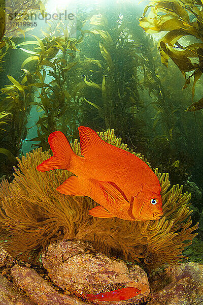 Der Garibaldi (Hypsypops rubicundus) ist der Staatsfisch von Kalifornien. Das Bild zeigt ihn in einem Wald aus Riesentang (Macrocystis pyrifera) vor Catalina Island  Kalifornien  USA; Kalifornien  Vereinigte Staaten von Amerika