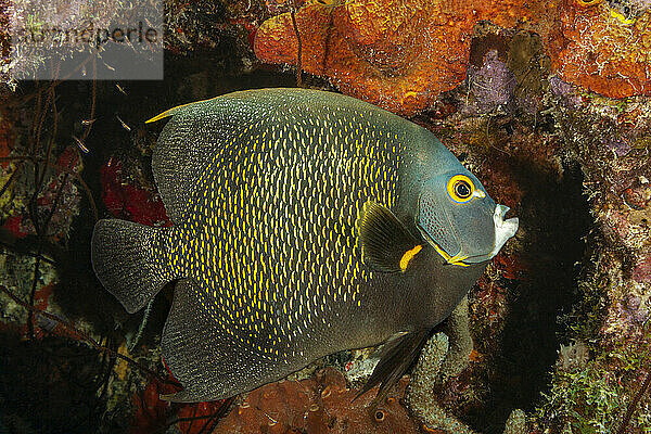 Der Französische Kaiserfisch (Pomacanthus paru) kommt oft paarweise vor und ist in der Karibik verbreitet; Bonaire  Niederlande
