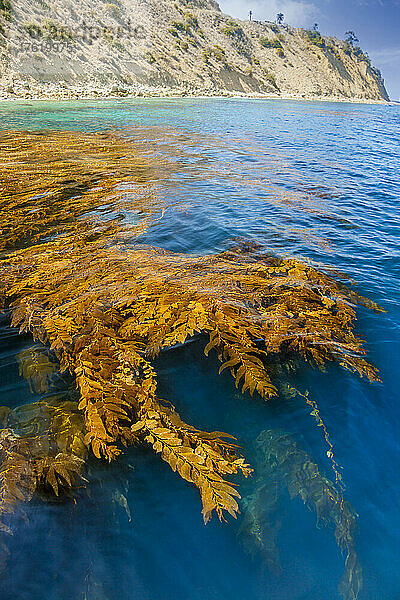 Wald aus Riesentang (Macrocystis pyrifera) schwimmt auf der Wasseroberfläche vor Catalina Island  Kalifornien  USA; Catalina Island  Kalifornien  Vereinigte Staaten von Amerika