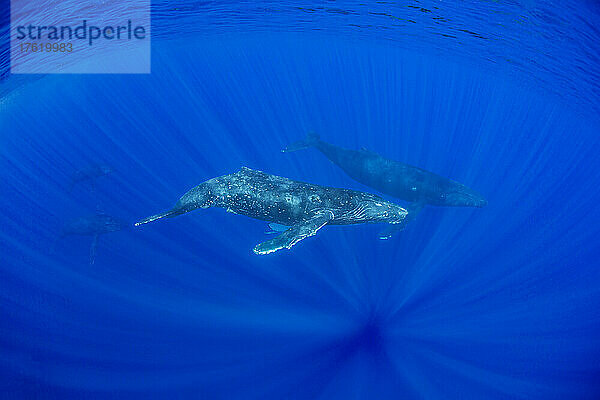 Buckelwale (Megaptera novaeangliae) unter Wasser; Hawaii  Vereinigte Staaten von Amerika