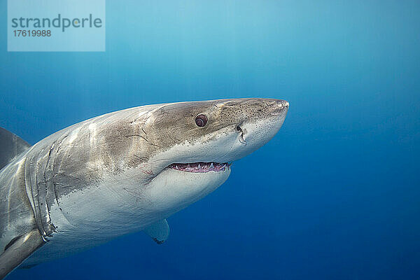 Dieser Weiße Hai (Carcharodon carcharias) wurde vor der Insel Guadalupe in Mexiko fotografiert; Mexiko