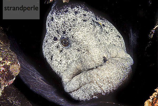 Nahaufnahme eines Wolfsaals (Anarrhichthys ocellatus)  der in die Kamera schaut; British Columbia  Kanada