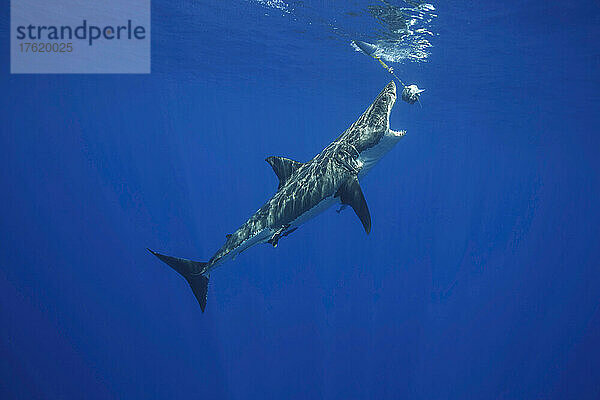 Dieser Weiße Hai (Carcharodon carcharias) wurde vor der Insel Guadalupe  Mexiko  beim Angriff auf Köder fotografiert; Insel Guadalupe  Mexiko