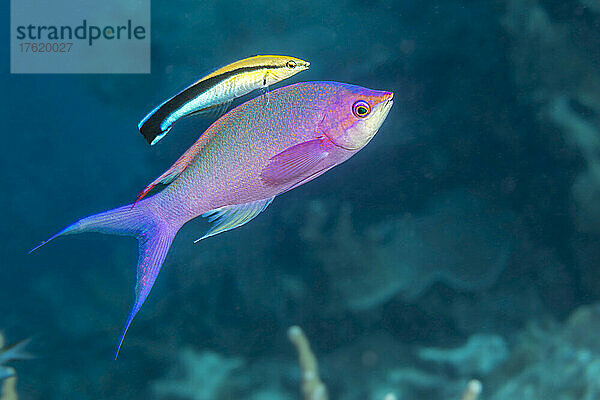 Dies ist das männliche Endstadium der Purpur-Königin-Anthias (Pseudanthias pascalus)  die manchmal auch als Amethyst-Anthias bezeichnet wird; Yap  Föderierte Staaten von Mikronesien