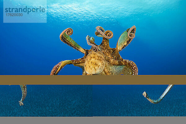 Eintagskrake (Octopus cyanea) in der Mitte des Wassers; Hawaii  Vereinigte Staaten von Amerika