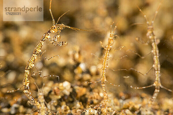 Winzige Skelettgarnele (Caprella sp.)  möglicherweise Caprella linearis  Pazifik; Philippinen